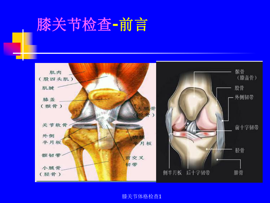 膝关节体格检查11-ppt课件.ppt_第3页