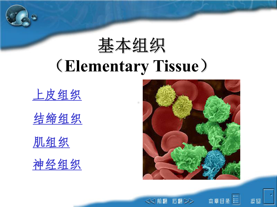 基本组织-1PPT课件.ppt_第2页