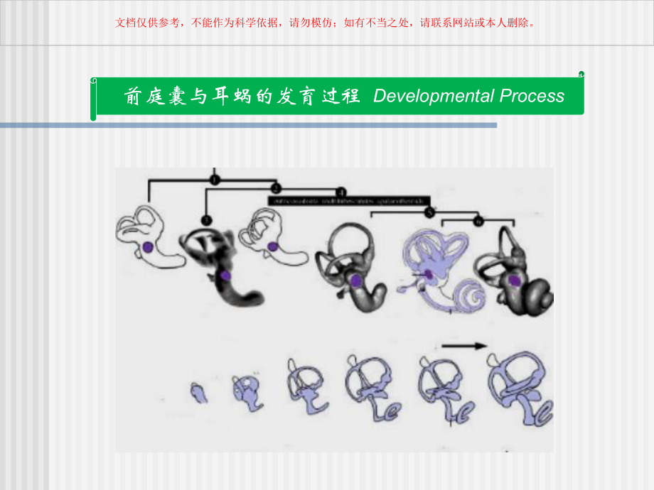 前庭系统的功能解剖学课件.ppt_第3页