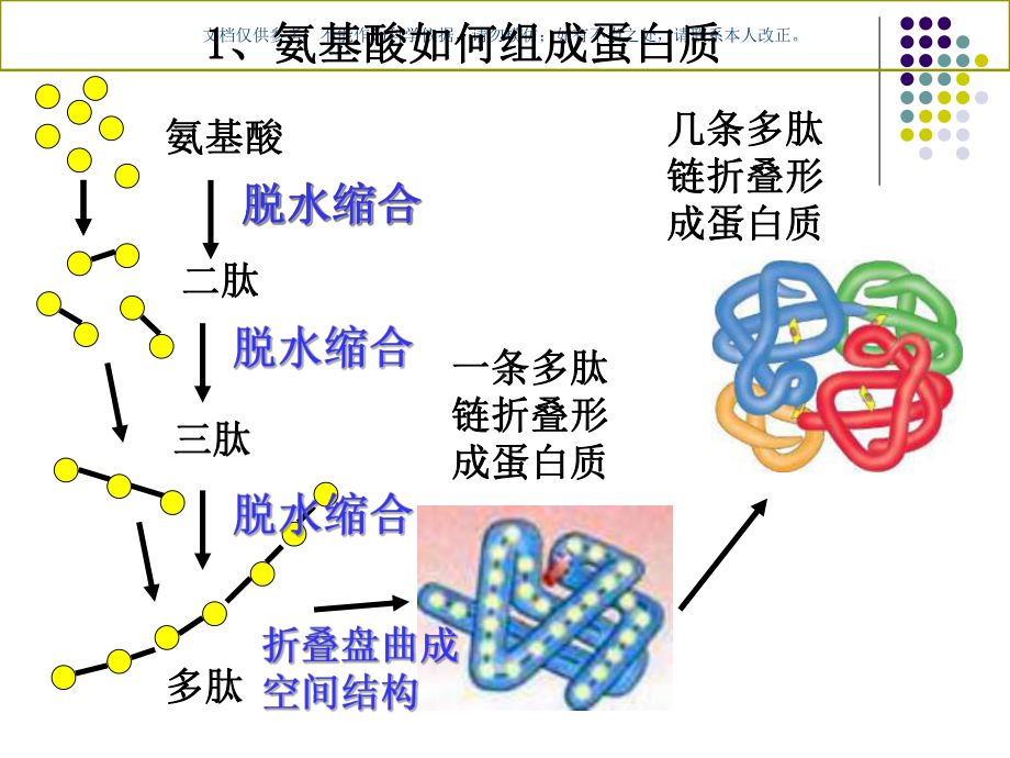 氨基酸脱水缩合(2)课件.ppt_第3页