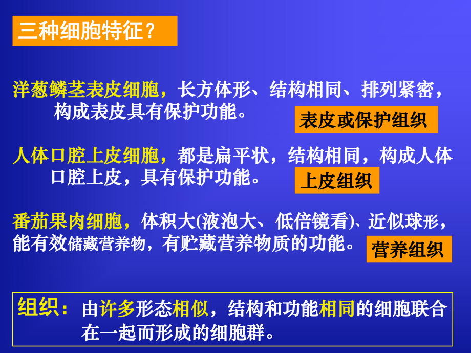 《3 组织、器官和系统》课件.ppt_第2页