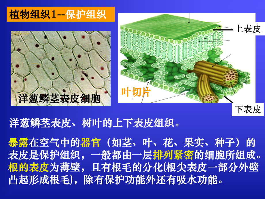 《3 组织、器官和系统》课件.ppt_第3页