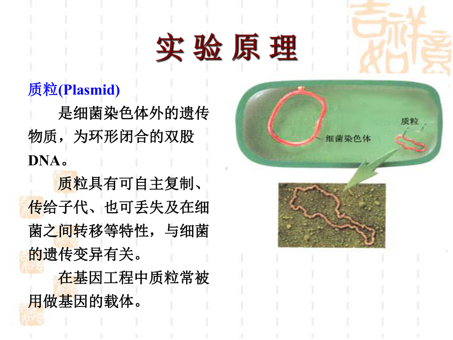 生化试验课件实验八：质粒提取与琼脂糖凝胶电泳检测.ppt_第3页