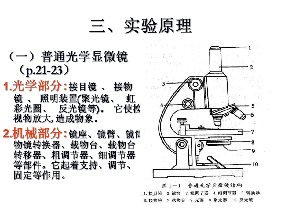 03-实验三-显微镜油镜的使用和细菌的革兰氏染色-PPT课件.ppt_第3页