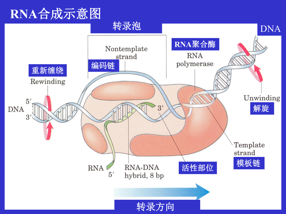 生物化学课件PPT（生物技术类）之第36章RNA合成.ppt_第2页