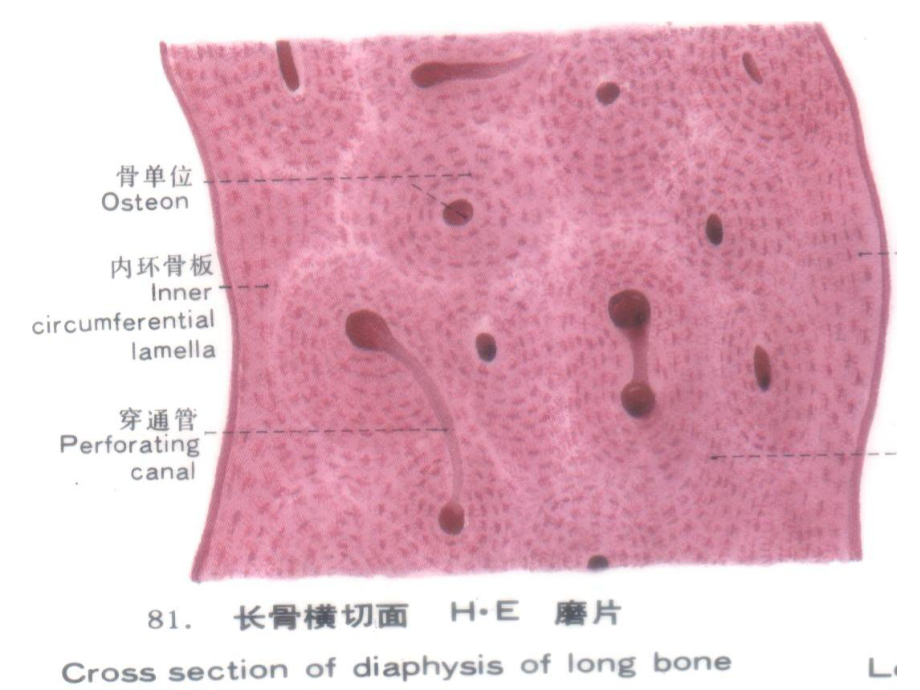 组织胚胎学-组织 PPT课件.ppt.ppt_第3页