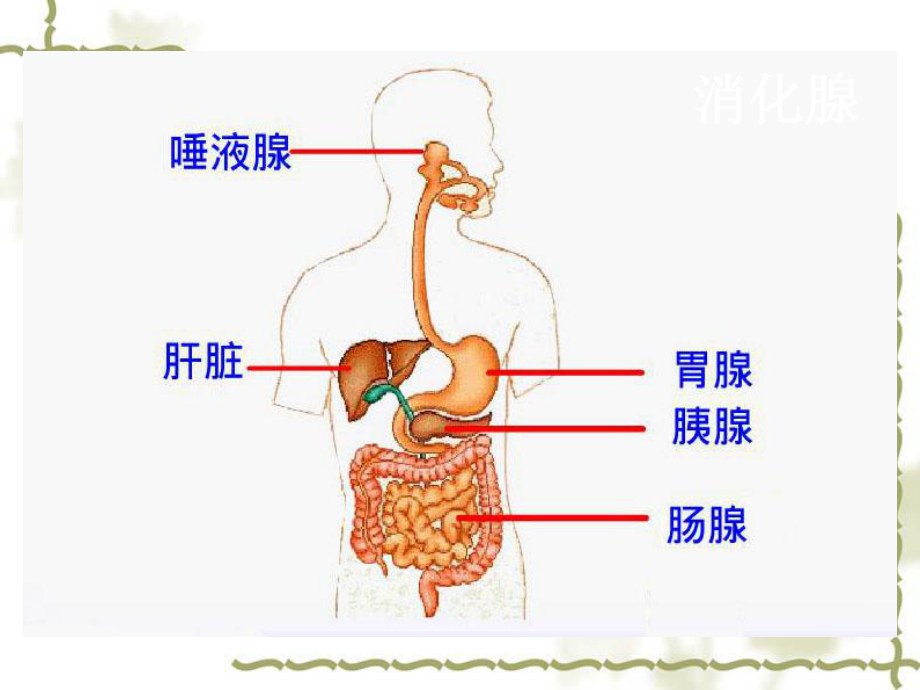 消化和吸收-课件-(共21张PPT).ppt_第3页