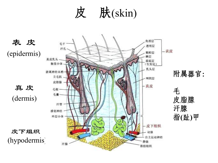 组织胚胎学 第十一章 皮肤课件.ppt_第2页