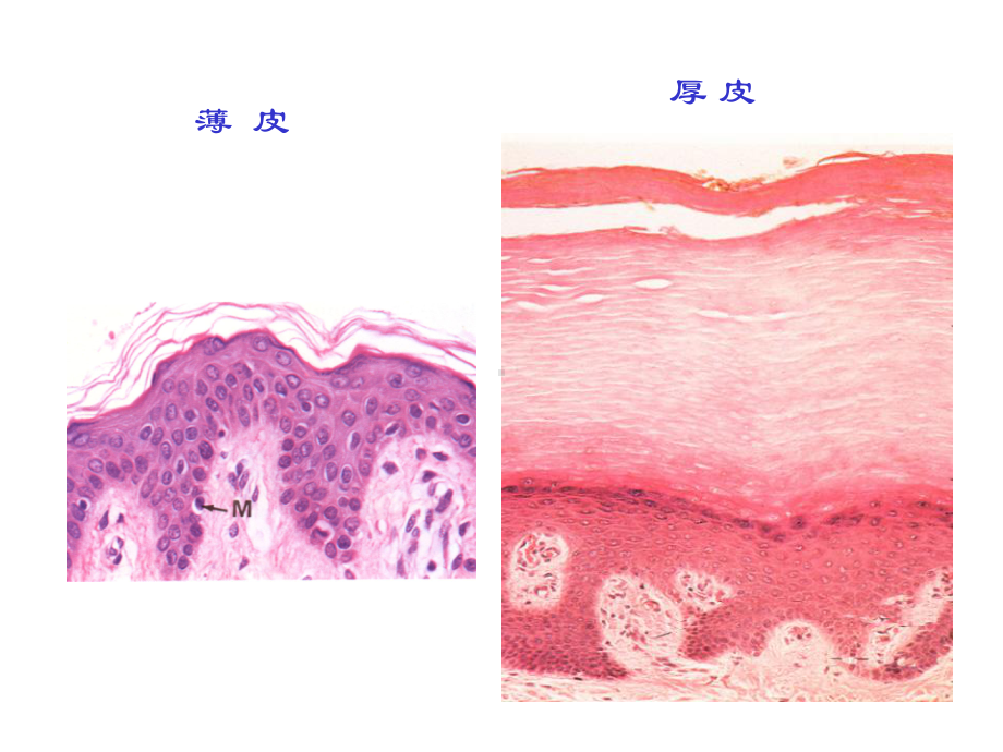 组织胚胎学 第十一章 皮肤课件.ppt_第3页