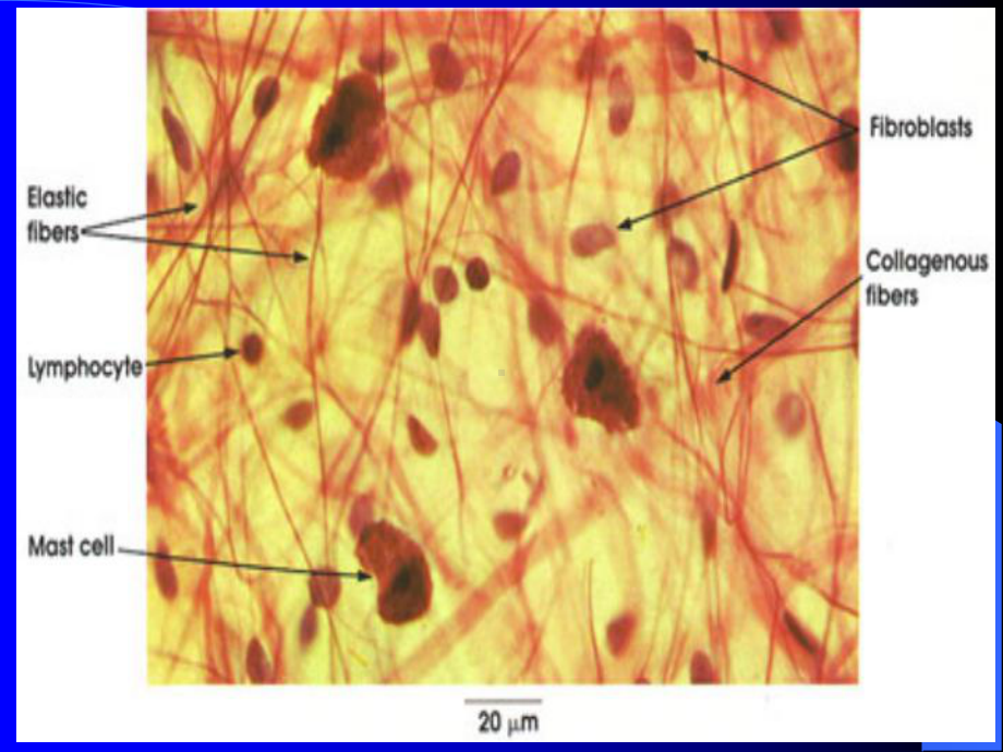 组织胚胎学课件-结缔组织.ppt_第3页