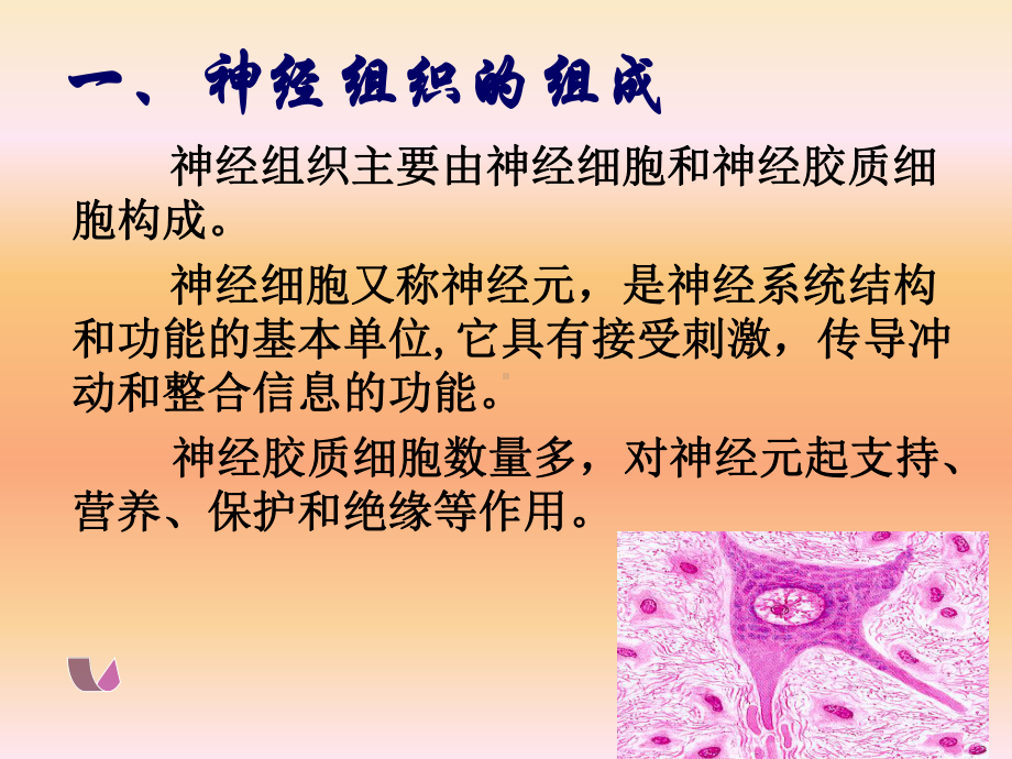 [整理版]组织学与胚胎学 华西课件7神经组织.ppt_第3页