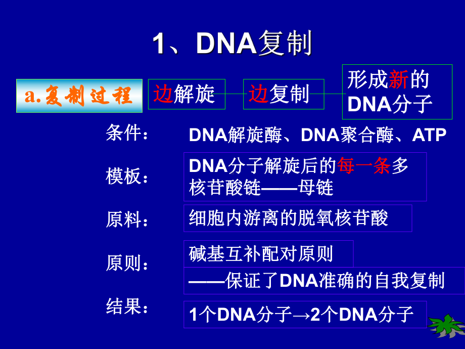 DNA的复制和蛋白质的合成-PPT课件.ppt_第3页