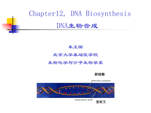 北医本科课件《生物化学》第12章 dna的生物合成-zwg.ppt