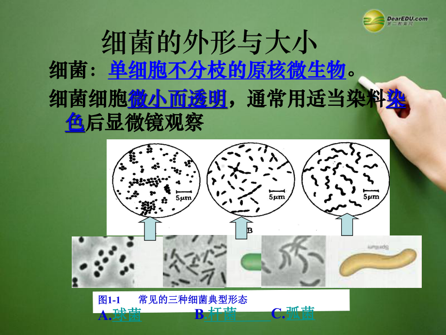 江苏省徐州市王杰中学2014高中生物-2.1《微生物的实验室培养》课件-新人教版选修1.ppt_第3页