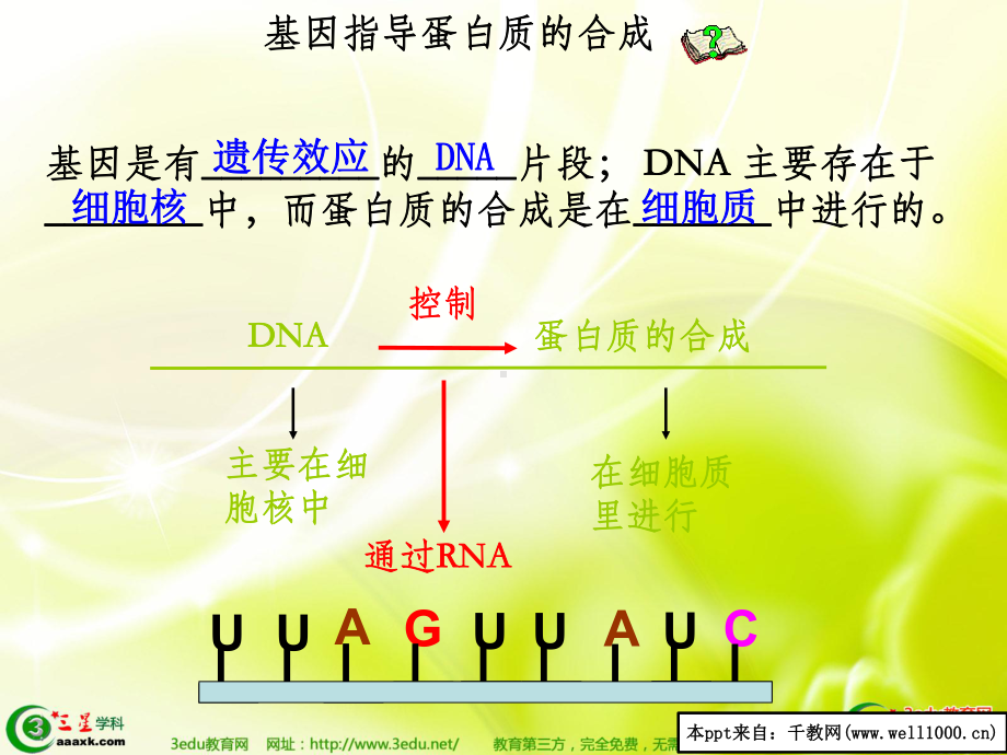 基因指导蛋白质的合成课件3(高一生物).ppt.ppt_第3页