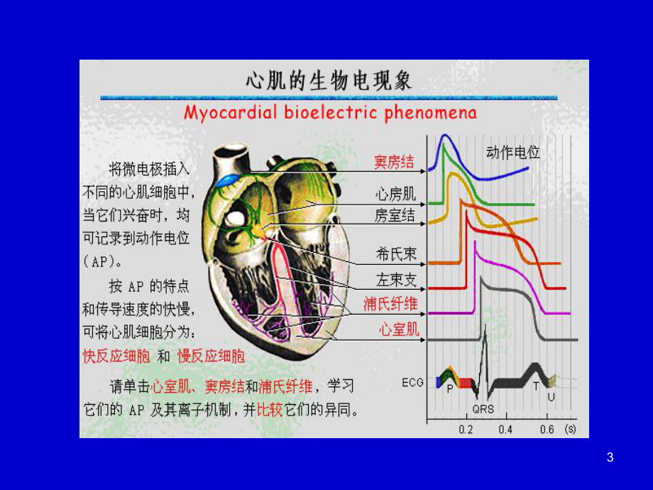 循环-人体解剖生理学课件.ppt_第3页