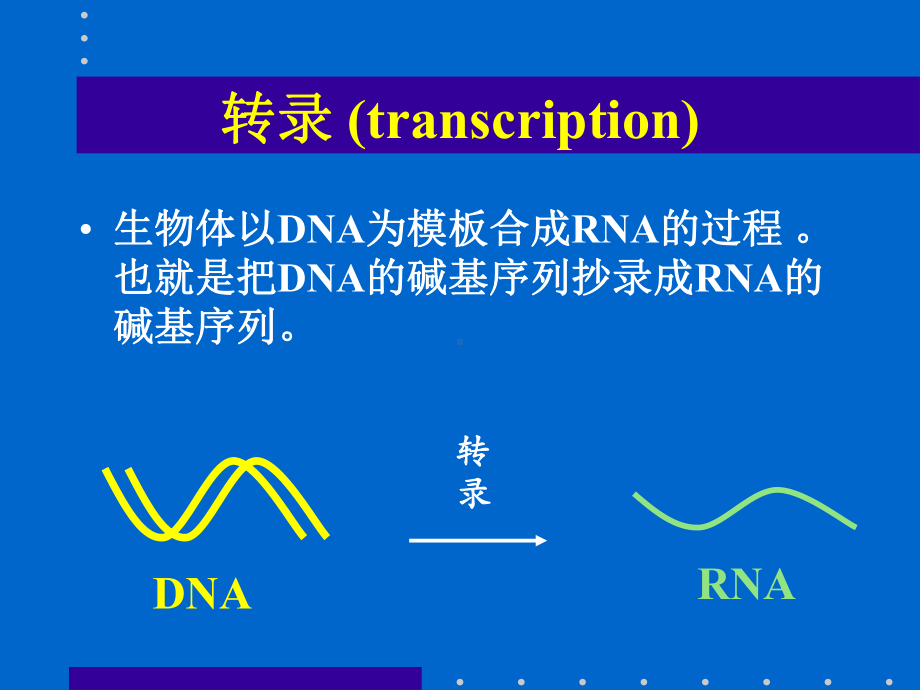 分子生物学课件RNA的生物合成.ppt_第2页