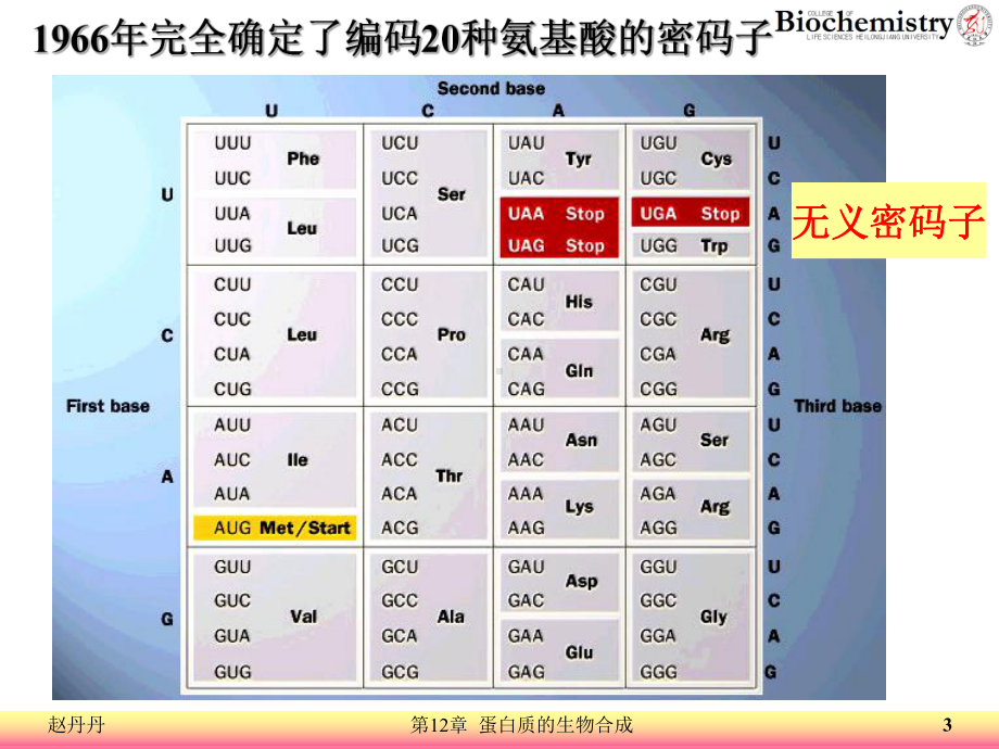 12 蛋白质的生物合成 ppt课件.ppt_第3页