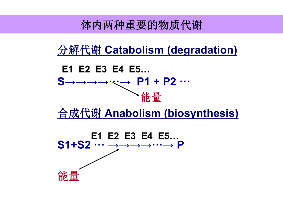 生物化学课件 生物化学复习资料 第四章 糖代谢终稿.ppt_第2页