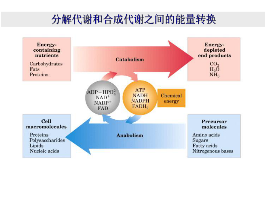 生物化学课件 生物化学复习资料 第四章 糖代谢终稿.ppt_第3页