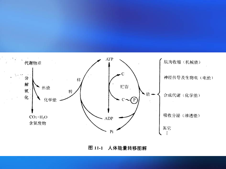 4生命活动需要能量-PPT课件.ppt_第3页