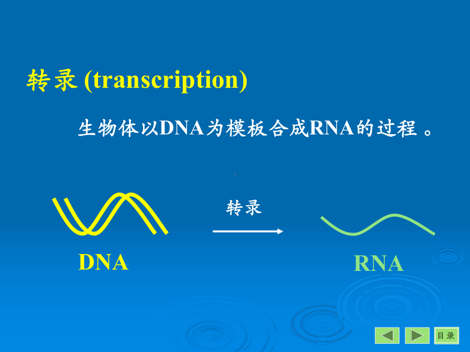 (课件)-RNA的生物合成（转录）RNABiosynthesis,Transcription.ppt_第3页