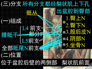 所有分支都经梨状肌上下孔课件-16页PPT文档.ppt