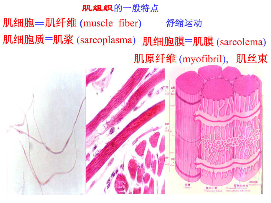 06-肌组织-神经组织(一) ppt课件.ppt_第2页