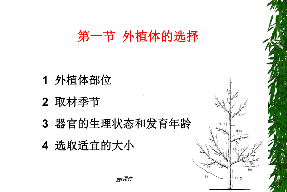 第三章-外植体的选择和灭菌-ppt课件.ppt_第2页