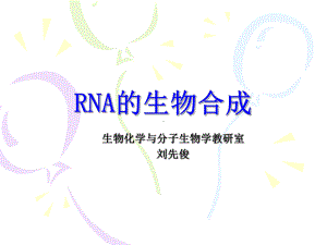 RNA的生物合成（生物化学课件）.ppt