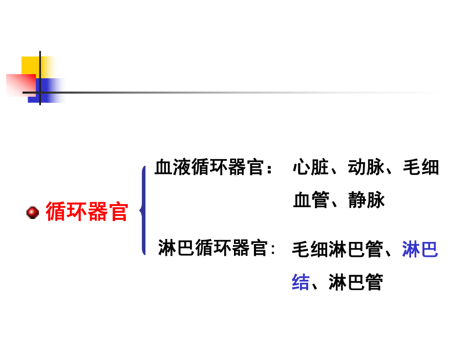 组织胚胎学课件第二章循环器官.ppt_第3页