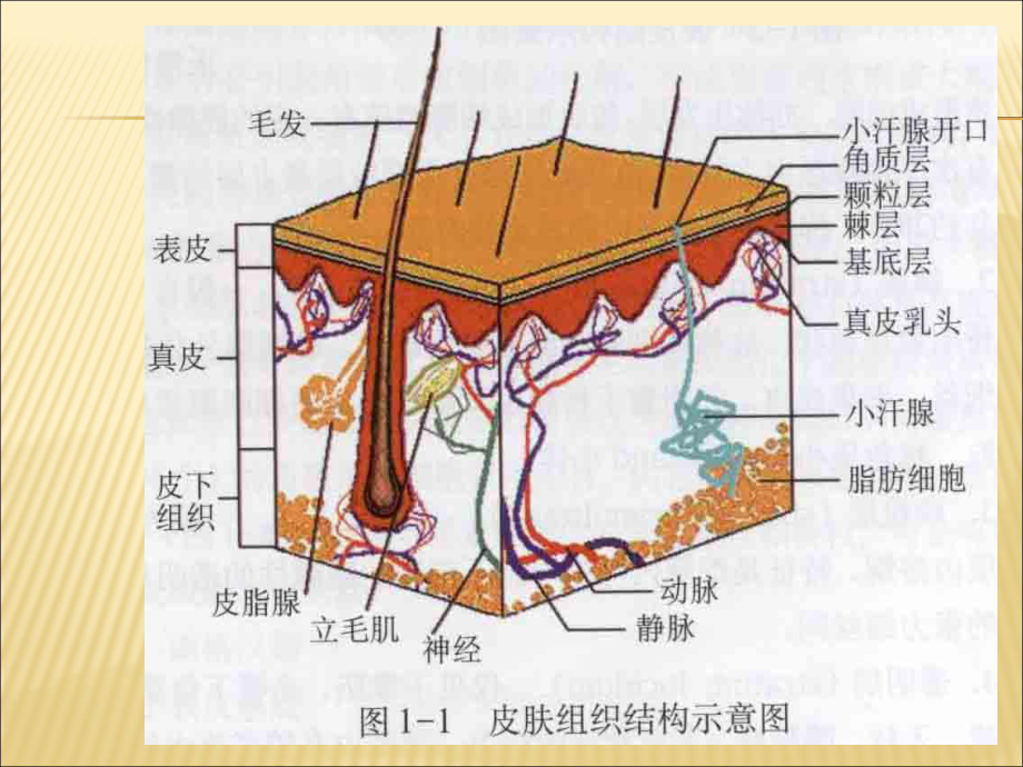 （课件）皮肤的解剖和组织学PPT.ppt_第3页