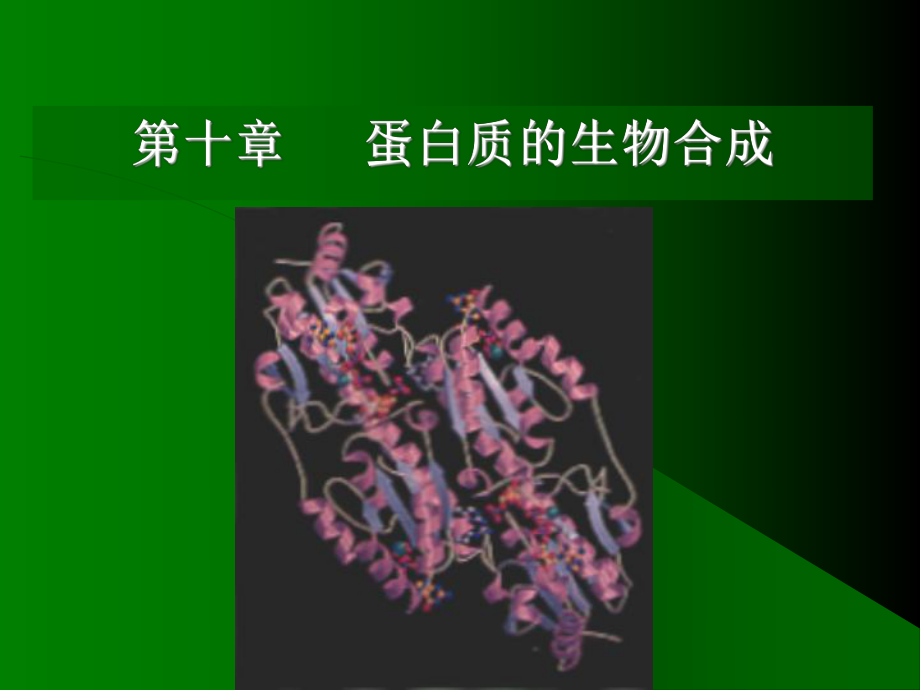 第10章蛋白质的生物合成ppt文件 - 天津开发区职业技术学院 [课件].ppt_第1页