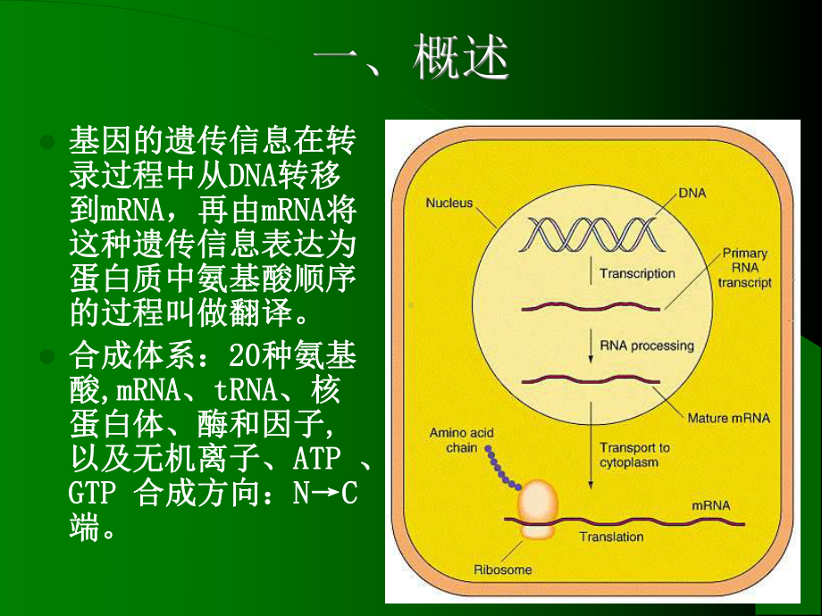 第10章蛋白质的生物合成ppt文件 - 天津开发区职业技术学院 [课件].ppt_第2页