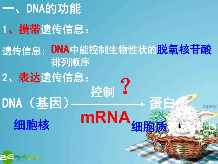 高中生物 第四节 遗传信息的表达 RNA和蛋白质的合成课件 浙教版必修2.ppt_第2页