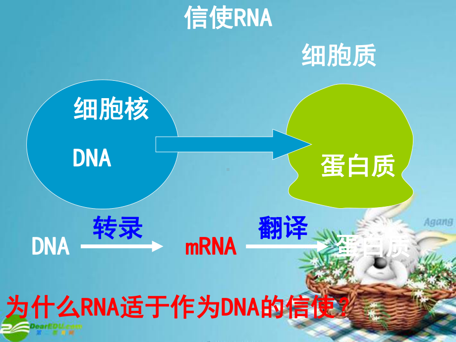 高中生物 第四节 遗传信息的表达 RNA和蛋白质的合成课件 浙教版必修2.ppt_第3页