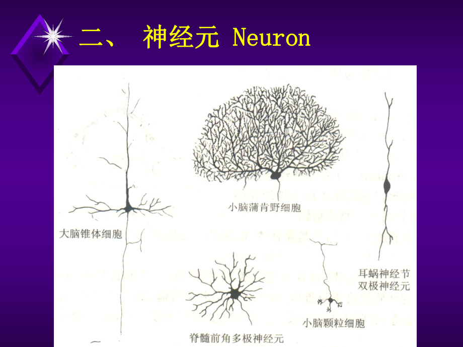 四川大学组胚课件-7.神经组织.ppt_第3页