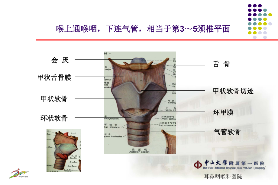 喉的应用解剖及生理PPT课件.ppt_第2页