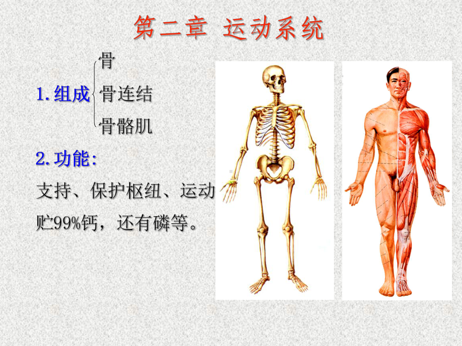 运动系统 ppt课件.ppt_第2页