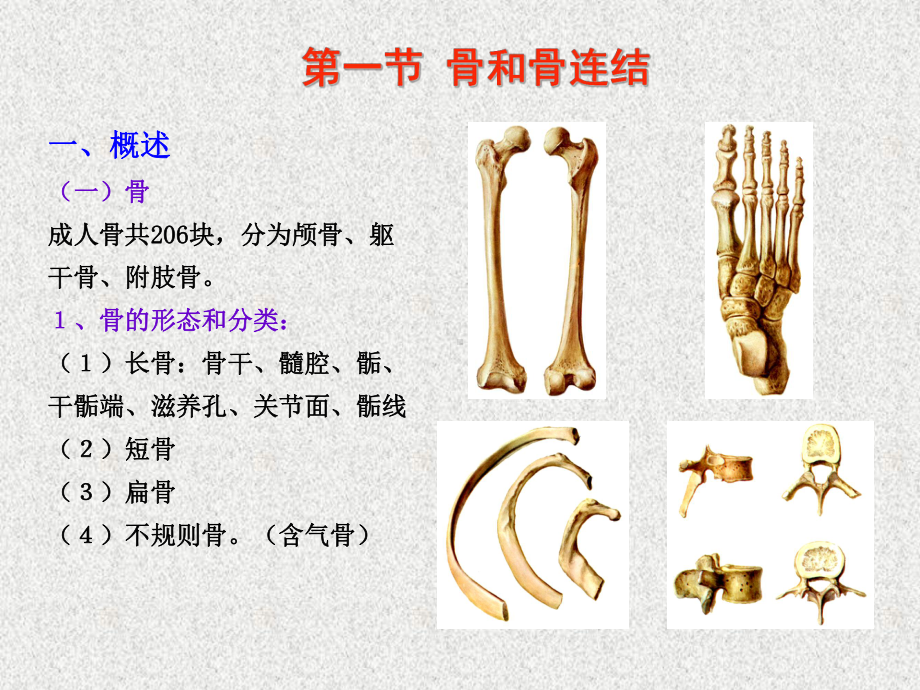 运动系统 ppt课件.ppt_第3页