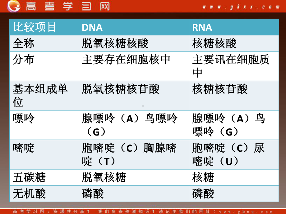 高一生物：第三章《第四节 遗传信息的表达-RNA和蛋白质的合成》课件15（浙教版必修2）.ppt_第2页