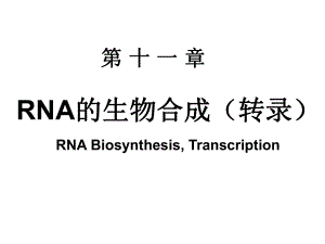 12. 第十二章 RNA的生物合成 (1)-PPT课件.ppt