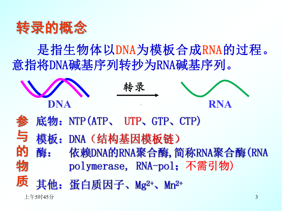 （生物化学教学课件）第13章 rna的生物合成(5-1, lmj2015).ppt_第3页