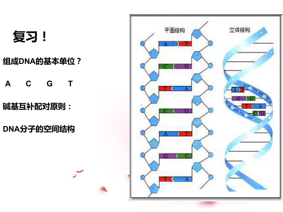 高中生物 第三章 第二节 DNA的复制和蛋白质合成课件 新人教版必修2（课件）.ppt_第2页