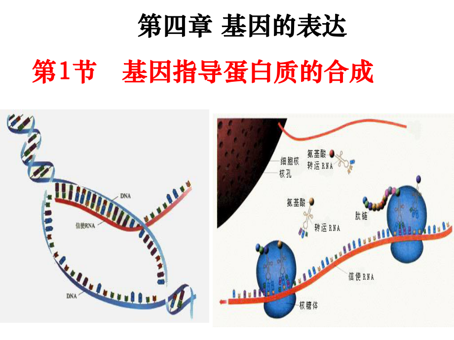 2015-2016学年人教版必修二生物第四章4.1基因指导蛋白质的合成课件 (共56张PPT).ppt_第1页