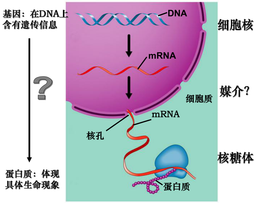 2015-2016学年人教版必修二生物第四章4.1基因指导蛋白质的合成课件 (共56张PPT).ppt_第2页