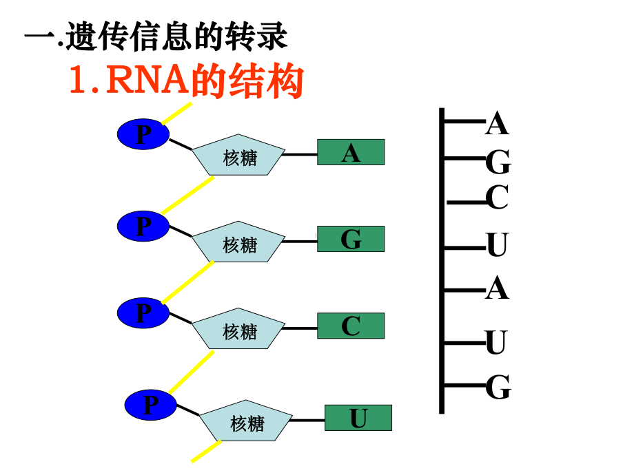 2015-2016学年人教版必修二生物第四章4.1基因指导蛋白质的合成课件 (共56张PPT).ppt_第3页