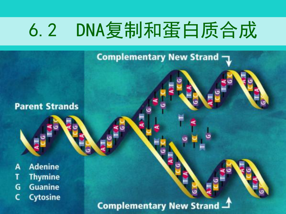 2017高中生物 第二册 第6章 遗传住处的传递和表达 6.2 DNA复制和蛋白质合成课件2 沪科版.ppt_第2页