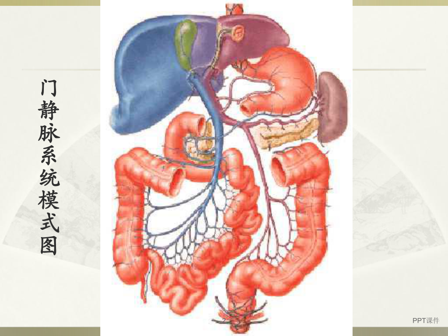 门静脉解剖-ppt课件.ppt_第2页