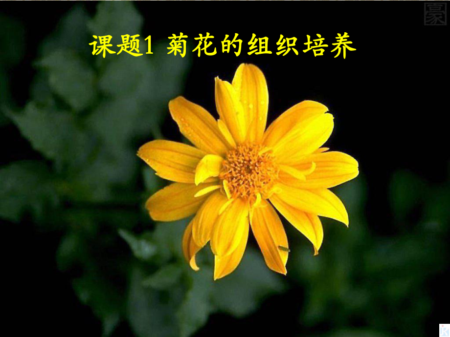 31《菊花的组织培养》课件(新人教版选修1).ppt_第1页